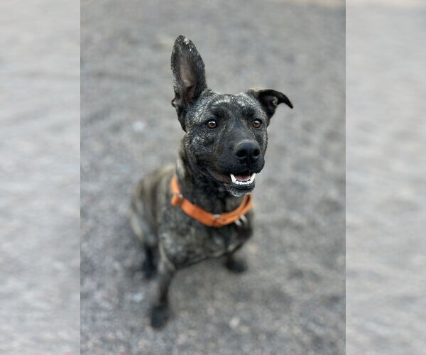 Medium Photo #3 American Pit Bull Terrier-Unknown Mix Puppy For Sale in Webster, WI, USA