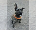 Small #2 American Pit Bull Terrier Mix