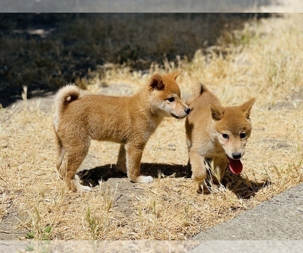 Medium Photo #8 Shiba Inu Puppy For Sale in FREMONT, CA, USA