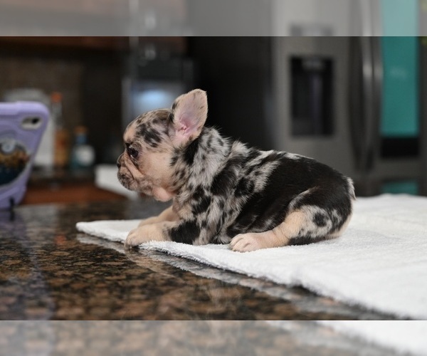 Medium Photo #4 French Bulldog Puppy For Sale in DECATUR, GA, USA
