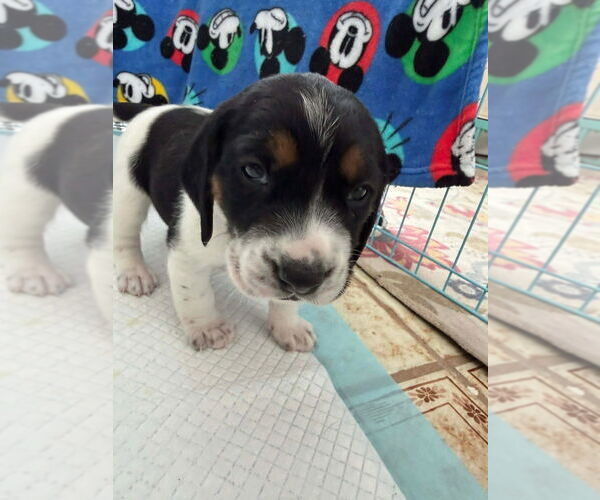 Medium Photo #5 Beagle-Unknown Mix Puppy For Sale in New York, NY, USA