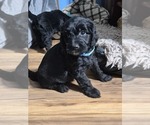 Small #1 Goldendoodle