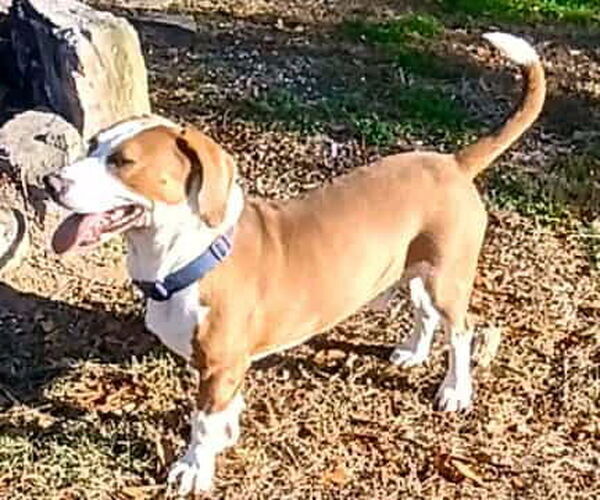 Medium Photo #5 Basset Hound-Unknown Mix Puppy For Sale in Deepwater, NJ, USA