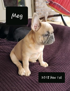 Medium Photo #3 French Bulldog Puppy For Sale in SPANISH FORT, AL, USA