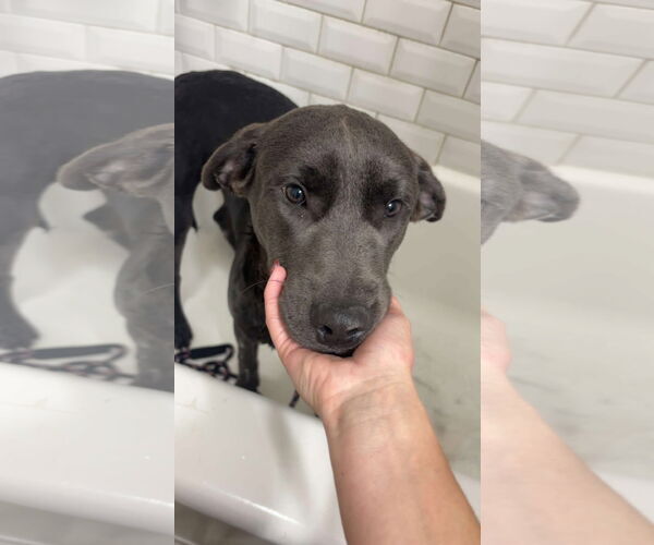 Medium Photo #3 Labmaraner Puppy For Sale in Germantown, OH, USA