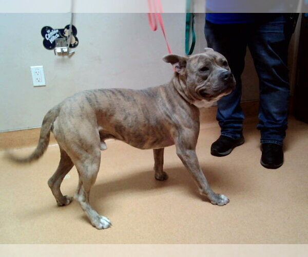 Medium Photo #1 Mutt Puppy For Sale in Martinez, CA, USA