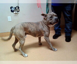 Mutt Dogs for adoption in Martinez, CA, USA