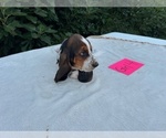 Small #8 Basset Hound