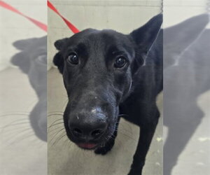 German Shepherd Dog-Unknown Mix Dogs for adoption in San Bernardino, CA, USA