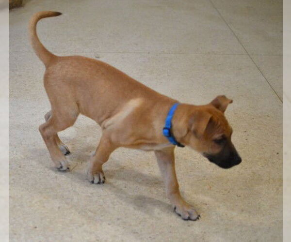Medium Photo #2 Mutt Puppy For Sale in Germanton, TN, USA