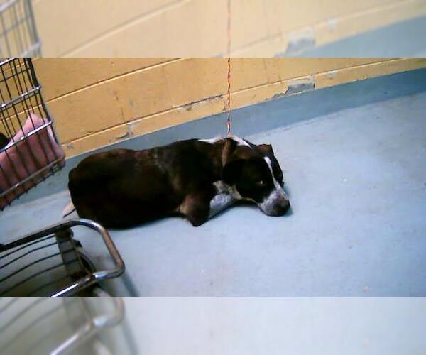 Medium Photo #1 Mutt Puppy For Sale in Tulsa, OK, USA