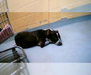 Mutt Dogs for adoption in Tulsa, OK, USA