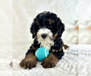 Miniature Bernedoodle Puppy for sale in GREENFIELD, IN, USA