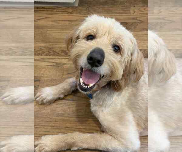 Medium Photo #2 Mutt Puppy For Sale in Greenville, SC, USA