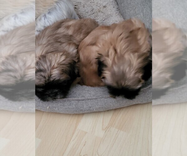 Medium Photo #2 Shih Tzu Puppy For Sale in HESPERIA, CA, USA
