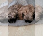 Small #1 Shih Tzu
