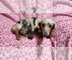 Mother of the Dachshund puppies born on 03/19/2023