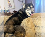 Small #1 Siberian Husky