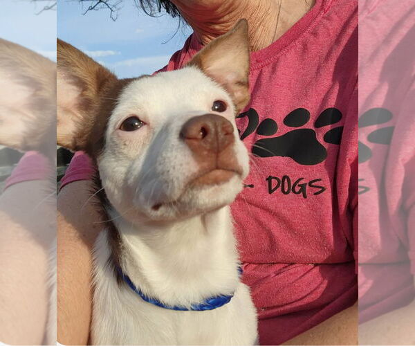 Medium Photo #3 Rat-Cha Puppy For Sale in Grafton, WI, USA