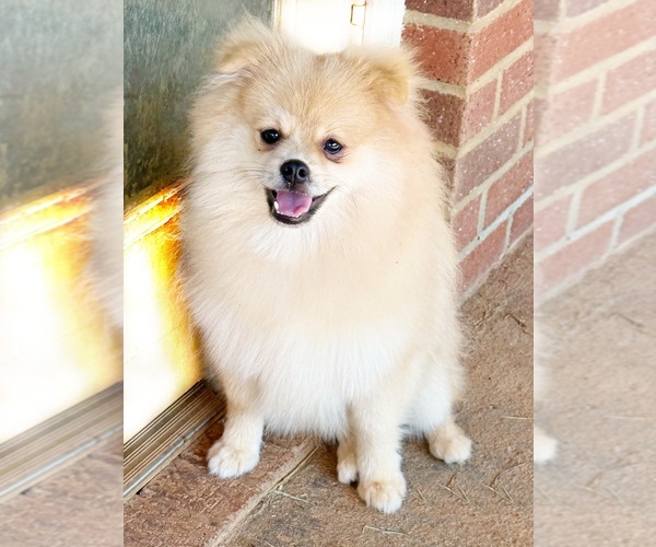 Medium Photo #1 Pomeranian Puppy For Sale in DAWSONVILLE, GA, USA