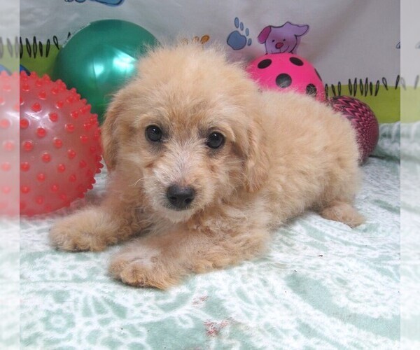 Medium Photo #7 Maltipoo Puppy For Sale in RATTAN, OK, USA