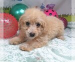 Small #6 Maltipoo