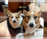 Small #5 Pembroke Welsh Corgi