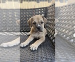 Small #3 Cane Corso-Mastiff Mix