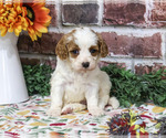 Aurora - Female Cavapoo (Miniature) Puppy for Sale - Photo #5