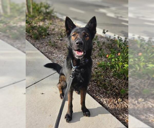 Medium Photo #2 German Shepherd Dog Puppy For Sale in Chula Vista, CA, USA