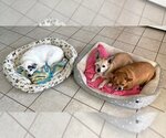 Small Photo #8 Chihuahua Puppy For Sale in Boonton, NJ, USA