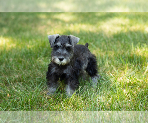 Schnauzer (Miniature) Puppy for sale in NAPPANEE, IN, USA