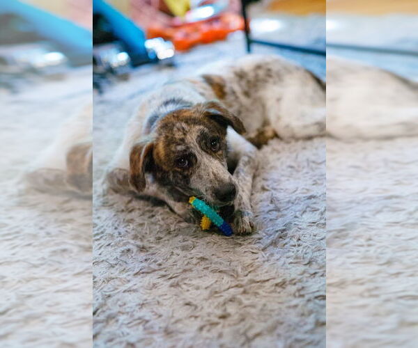 Medium Photo #12 Mutt Puppy For Sale in Brewster, NY, USA