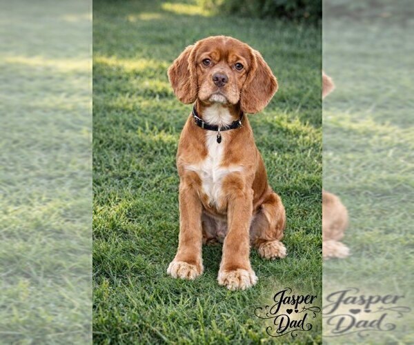 Medium Photo #1 Cocker Spaniel Puppy For Sale in LOYAL, WI, USA