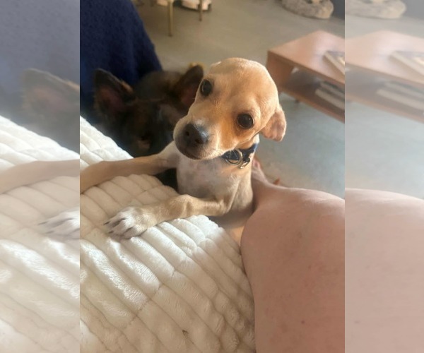 Medium Photo #1 Chihuahua-Unknown Mix Puppy For Sale in Visalia, CA, USA