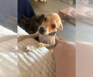 Chihuahua-Unknown Mix Dogs for adoption in Visalia, CA, USA