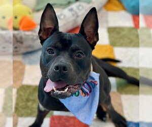 American Pit Bull Terrier Dogs for adoption in Edmond, OK, USA