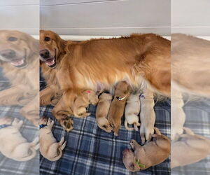 Golden Retriever Puppy for sale in PHOENIX, AZ, USA