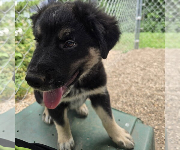 Medium Photo #2 German Shepherd Dog-Unknown Mix Puppy For Sale in Minneapolis, MN, USA