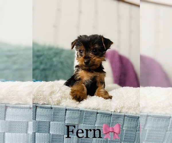 Medium Photo #3 Yorkshire Terrier Puppy For Sale in COOKEVILLE, TN, USA