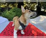 Small #3 Pembroke Welsh Corgi