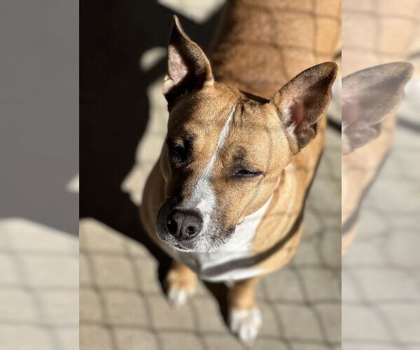 Medium Photo #3 American Pit Bull Terrier-Unknown Mix Puppy For Sale in Oak Bluffs, MA, USA