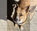 Small #2 American Pit Bull Terrier Mix