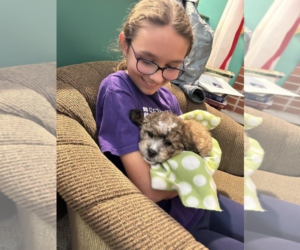 Medium Photo #11 Poodle (Miniature)-Shih-Poo Mix Puppy For Sale in SOUTH HAVEN, MI, USA