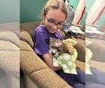 Small #10 Poodle (Miniature)-Shih-Poo Mix