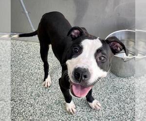 American Pit Bull Terrier-Unknown Mix Dogs for adoption in Salisbury, NC, USA