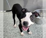 Small American Pit Bull Terrier Mix