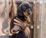 Puppy Puppy 4 Dachshund