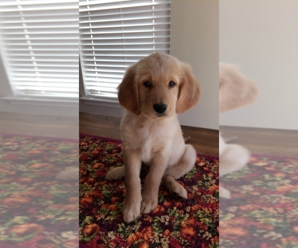 View Ad: Golden Retriever Puppy for Sale near In Denmark