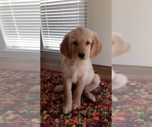 Golden Retriever Puppy for sale in TEMPLE, TX, USA